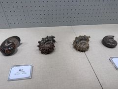 -辽宁古生物博物馆