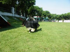 -良成狗狗乐园