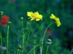 -硗碛藏寨·神木垒景区