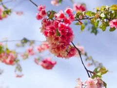 -古柏渡丰乐樱花园