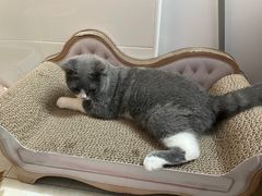 -东方名猫馆·英短金渐层布偶猫舍(环线广场1号楼店)