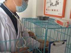-创凡宠物医院·骨专科  猫科中心(西乡分院)