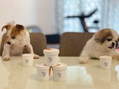 -歎雪糕低糖低脂Gelato冰淇淋