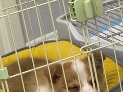 -贝康宠物医院·犬猫全科·小动物特色诊疗中心(东环路店)