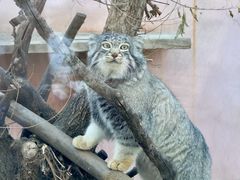 -青藏高原野生动物园