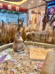 -卡通尼·Safari非洲探索乐园·生日会(金桥国际商业广场店)