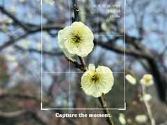 -梅花山(明孝陵内)