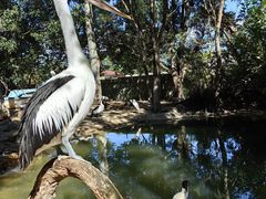 -费瑟代尔野生动物园