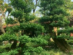 -南山植物园