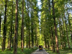 -黄海国家森林公园