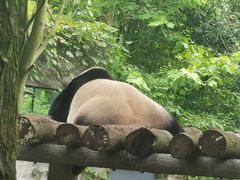 -都江堰中华大熊猫苑