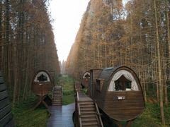 -黄海国家森林公园