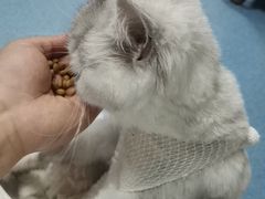 -特一安24小时宠物医院·骨科·中兽医