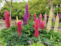 -上海共青森林公园