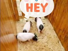 -前小桔亲子创意农场·草莓采摘·露营烧烤