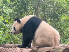-都江堰中华大熊猫苑