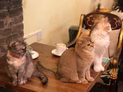 -猫色咖啡·猫咖