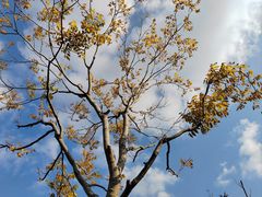 -上海山野camping·户外天幕烧烤·团建拓展营地