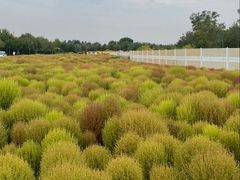 -天津东丽湖风景区