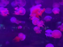 -苏州海洋馆