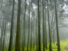 -玉苍山国家森林公园