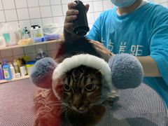 -老吴的猫·猫舍(新区店)