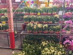 -越秀西湖花市(广州城市广场花卉店)