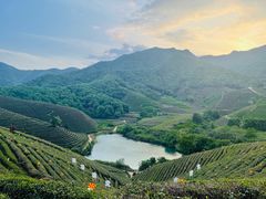 -龙坞茶村