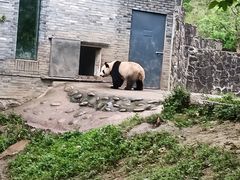 -都江堰中华大熊猫苑