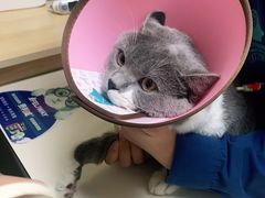 -谐和贝康宠物医院24小时·宠保定点(急重症转诊中心)