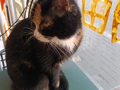 -平行世界·猫咖(首经贸店)
