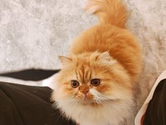 -More Fun猫咖 二十只万元加菲主题