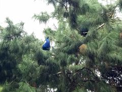 孔雀-西安秦岭野生动物园