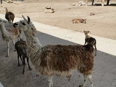 -齐齐哈尔龙沙动植物园