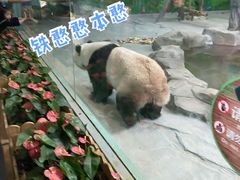 -灵玲国际马戏城