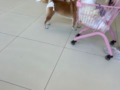 -怪兽屋·羊驼·猫咖·狗咖(俊华广场店)