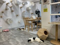 -楼上猫咖(罗湖店)