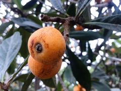 -塘栖枇杷特色园区