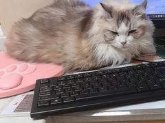 -安安宠医宠物医院·异宠·犬猫内科(岳阳分院)