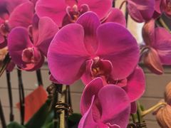 -麦当劳(无锡永乐店)