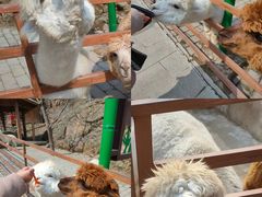 -栾川竹海野生动物园