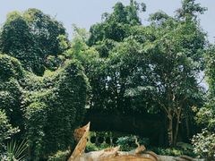 -西双版纳原始森林公园