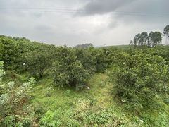 -樱桃山旅游景区