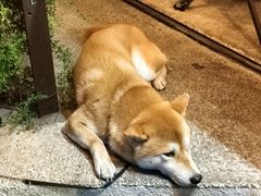 -鹿萤季·营地小馆(皇后公园店)
