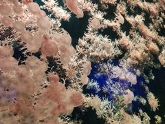 -珠海长隆海洋王国