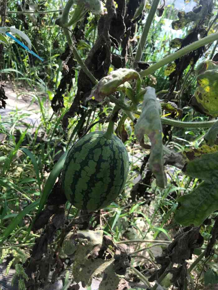 西瓜小镇-"[薄荷]环境:西瓜小镇在北京大兴庞各庄."-大众点评移动版