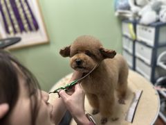 -鑫艺宠物美容培训学校