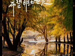 -上海共青森林公园