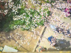 -高东镇樱花园