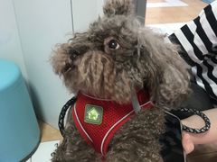 -西安京西宠物医院·瘫痪·疑难杂症